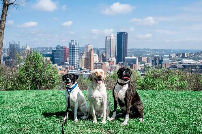 Ace the Pittsburgh Adventure Dog and his rescue pals